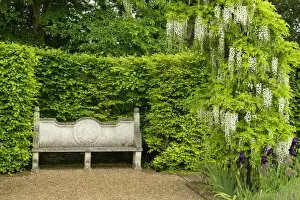 Bench & Wysteria, Elton Hall Gardens, Elton, Cambridgeshire, England