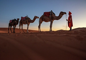 Merzouga Prints: Berber man with his camels in the Erg Chebbi sand dunes