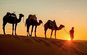 North African Prints: Berber man with his camels in the Erg Chebbi sand dunes