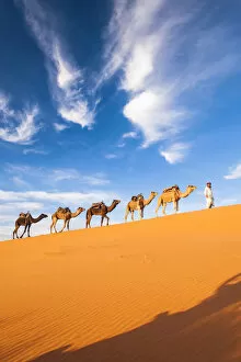 Images Dated 8th April 2015: Berber man leading camel train in Sahara desert, Erg Chebbi, Morocco