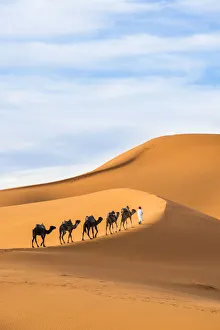 Sahara Desert Gallery: Berber man leading camel train in Sahara desert, Erg Chebbi, Morocco