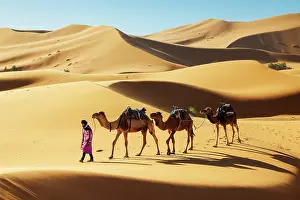 Indigenous Person Prints: Berber man leading his camels through the Sahara Desert, Erg Chebbi, Merzouga, Morocco
