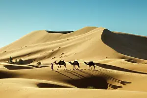 Indigenous Person Prints: Berber man leading his camels through the Sahara Desert, Erg Chebbi, Merzouga, Morocco