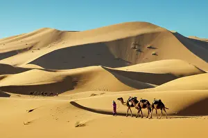 Indigenous Person Prints: Berber man leading his camels through the Sahara Desert, Erg Chebbi, Merzouga, Morocco
