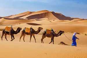 Indigenous Person Prints: Berber man leading his camels through the Sahara Desert, Erg Chebbi, Merzouga, Morocco