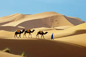 Indigenous Person Prints: Berber man leading his camels through the Sahara Desert, Erg Chebbi, Merzouga, Morocco