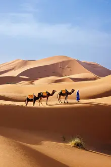 Dune Prints: Berber man leading his camels through the Sahara Desert, Erg Chebbi, Merzouga, Morocco