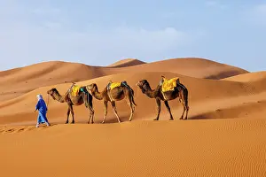 Indigenous Person Prints: Berber man leading his camels through the Sahara Desert, Erg Chebbi, Merzouga, Morocco