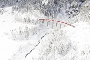 Bernina Express train on Landwasser viaduct framed by snow capped woods, Filisur Bernina Express train on Landwasser viaduct framed by snow capped woods, Filisur