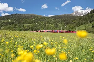 Red Train Prints: The Bernina Express transit inside the meadows of Switzerland, San Carlo