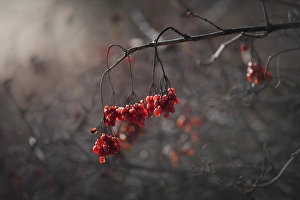 Berries Prints: Berries, Salmon Arm, British Columbia, Canada