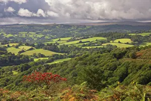 Berry Prints: Berry covered Rowan Tree above the Teign Valley in Dartmoor National Park
