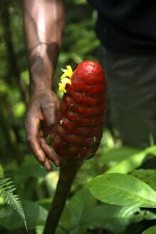 A bestaode macaco, a type of tropical flower of South American origin