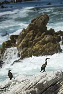 Betty's Bay Penguin Colony, Western Cape, South Africa