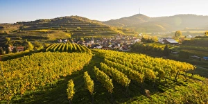 Bickensohl, Vogtsburg im Kaiserstuhl, Kaiserstuhl region, Black Forest (Schwarzwald)