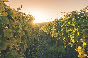 Bickensohl, Vogtsburg im Kaiserstuhl, Kaiserstuhl region, Black Forest (Schwarzwald)