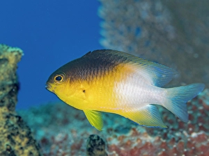 Tropical Fish Prints: Bicolor Damselfish (Stegastes partitus), Grand Cayman, Cayman Islands, British West Indies