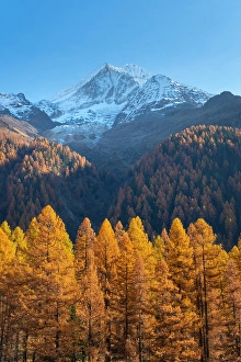 Larch Prints: Bietschhorn & larch forest, Lotschental Valley, Valais, Switzerland