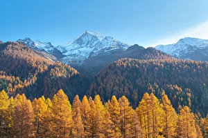 Larch Prints: Bietschhorn & larch forest, Lotschental Valley, Valais, Switzerland
