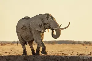 Drinking Prints: Big bull elephant drinking at a waterhole, Nxai Pan National Park, Botswana