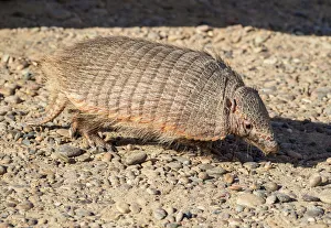 Big Hairy Armadillo (Chaetophractus villosus), Punta Norte, Valdes Peninsula, UNESCO