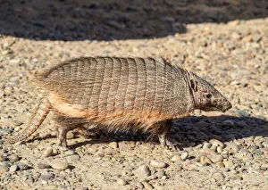 Big Hairy Armadillo (Chaetophractus villosus), Punta Norte, Valdes Peninsula, UNESCO