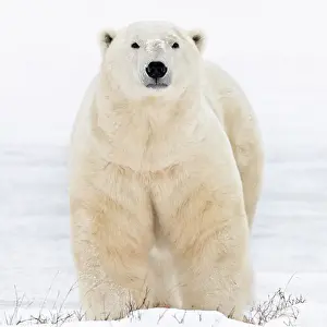 Churchill Prints: A big male polar bear looks directly ahead in the snow in Churchill, Manitoba, Canada