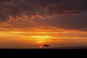 Acacia Prints: Big sky unrise with acacia tree, Serengeti, Tanzania, Africa