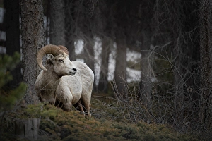Canmore Prints: Bighorn sheep, Canmore, Alberta, Canada