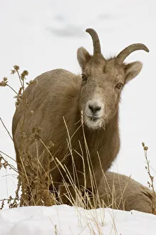 Sheep Prints: Bighorn sheep, Ovis canadensis