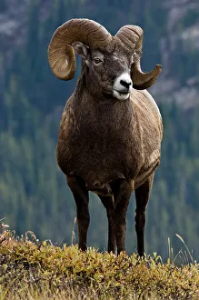 Bighorn sheep, Ovis canadensis. Ram, Jasper National Park, Alberta, Canada