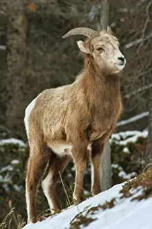 Bighorn sheep (Ovis canadensis) in the Canadian Rocky Mountains on Minnewanka Road Banff National Park, Alberta, Canada