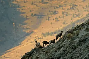 Slopes Prints: Bighorn sheep (Ovis canadensis) Climbing to safety for the night in the Gardner River canyon