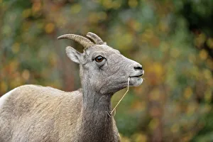 Slopes Prints: Bighorn sheep (Ovis canadensis) Ewe, Yellowstone NP, Montana, USA