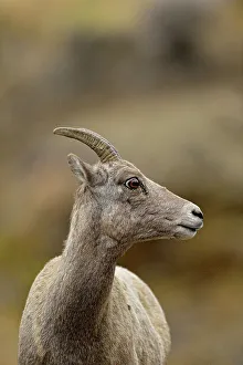 Environmental Prints: Bighorn sheep (Ovis canadensis) Ewe, Yellowstone NP, Montana, USA