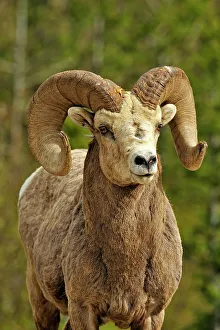 Bighorn sheep (Ovis Canadensis) Ram, Waterton Lakes NP, Alberta, Canada