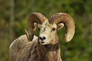 Bighorn sheep (Ovis Canadensis) Ram, Waterton Lakes NP, Alberta, Canada