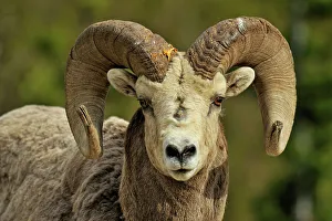 Looking At Camera Prints: Bighorn sheep (Ovis Canadensis) Ram, Waterton Lakes NP, Alberta, Canada