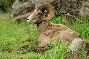 Q3 2024 Prints: Bighorn Sheep (Ovis canadensis) Ram chewing cud, Yellowstone NP, Wyoming, USA