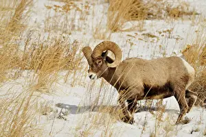 Q3 2024 Prints: Bighorn sheep (Ovis Canadensis) Ram feeding in winter range (Lamar Valley)