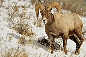 Q3 2024 Prints: Bighorn sheep (Ovis Canadensis) Ram feeding in winter range (Lamar Valley)