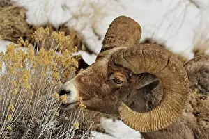 Q3 2024 Prints: Bighorn sheep (Ovis Canadensis) Ram feeding in winter range (Lamar Valley)