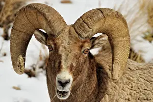Q3 2024 Prints: Bighorn sheep (Ovis Canadensis) Ram feeding in winter range (Lamar Valley)