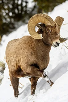 Slopes Prints: Bighorn sheep (Ovis Canadensis) Ram in winter range