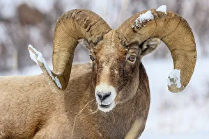 Slopes Prints: Bighorn sheep (Ovis Canadensis) Ram in winter range