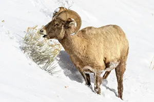 Slopes Prints: Bighorn sheep (Ovis Canadensis) Ram in winter range