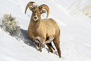 Slopes Prints: Bighorn sheep (Ovis Canadensis) Ram in winter range
