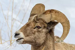 Slopes Prints: Bighorn sheep (Ovis Canadensis) Ram in winter range