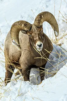 Slopes Prints: Bighorn sheep (Ovis Canadensis) Ram in winter range