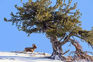 Wyoming Prints: Bighorn sheep (Ovis Canadensis) Ram in winter range